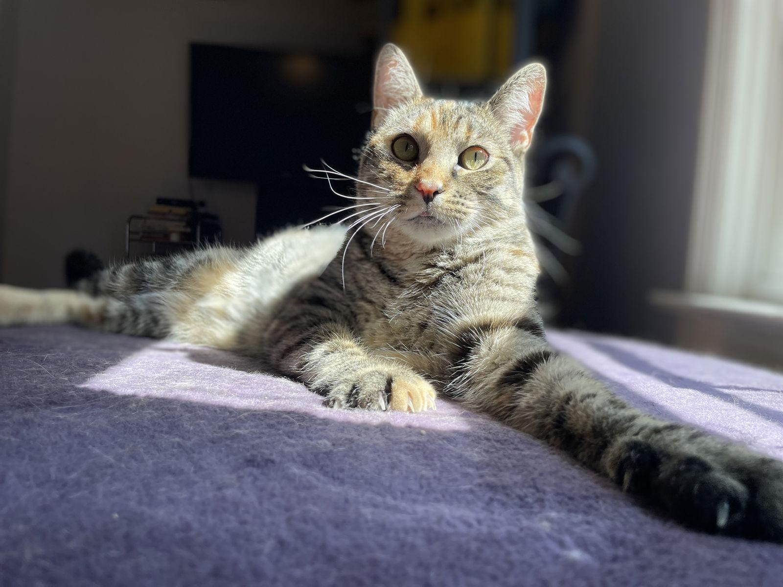 Enlarge Mabel, a Adoptable Domestic Short Hair in Flushing, NY image 2/3