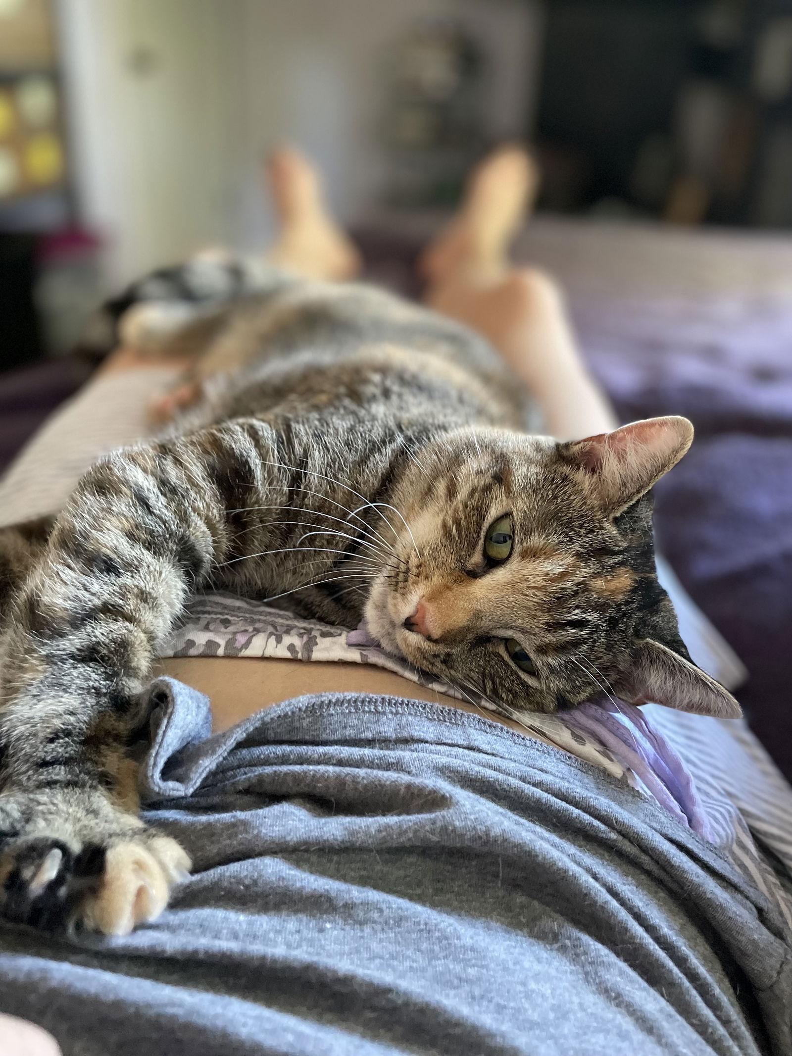 Enlarge Mabel, a Adoptable Domestic Short Hair in Flushing, NY image 3/3