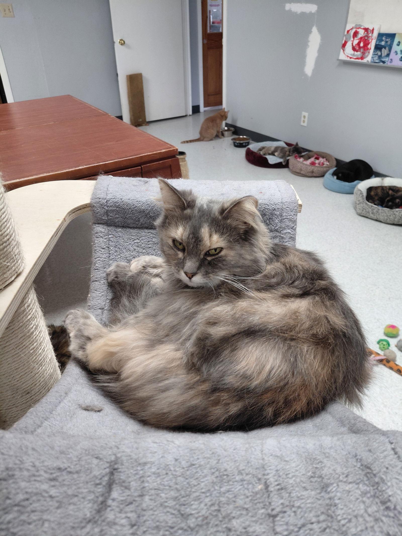 Enlarge Lucille @ The Cat's Brew, a Adoptable mixed breed in Montello, WI image 2/3