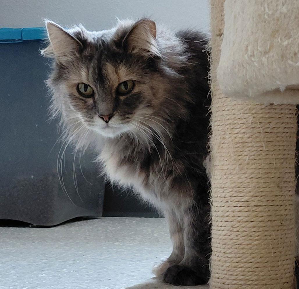 Lucille, a Adoptable mixed breed in Montello, WI image 2/3