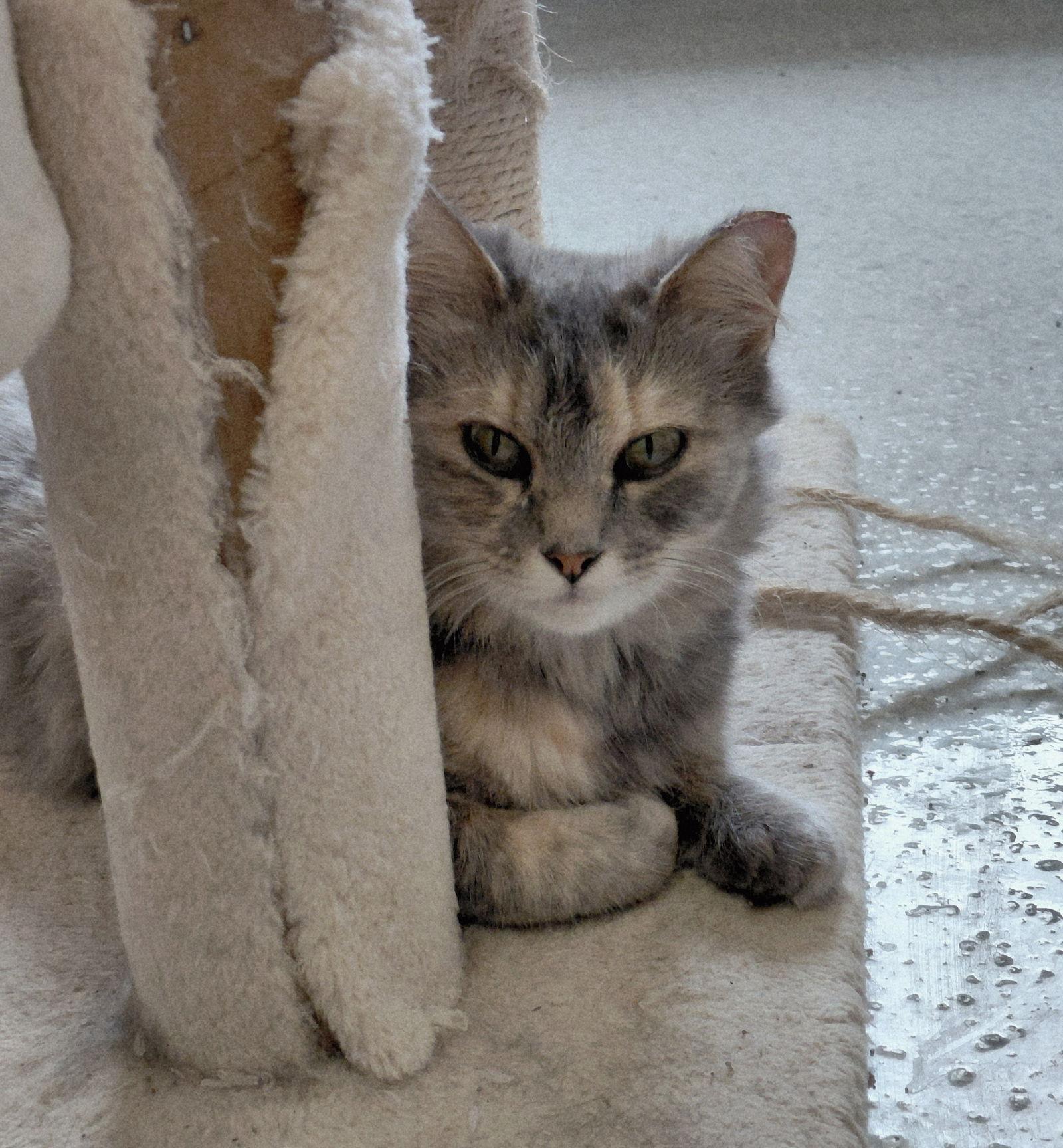 Lucille, a Adoptable mixed breed in Montello, WI image 3/3