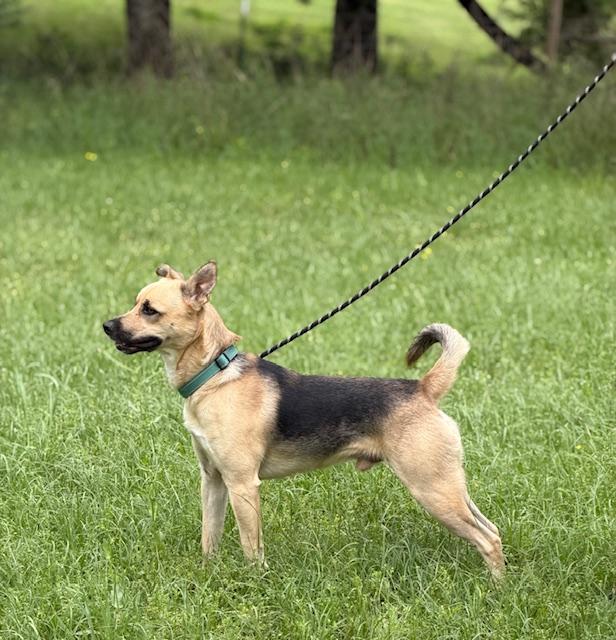 Rinny, ADOPTABLE, Young Male Shepherd.