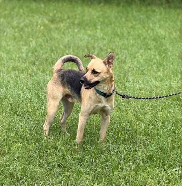 Enlarge Rinny, a ADOPTABLE mixed breed in Kittery, ME image 4/4