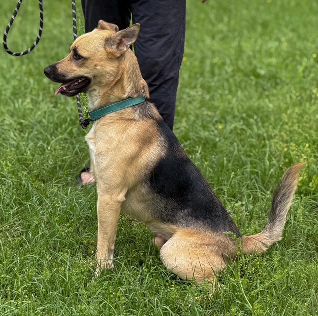 Enlarge Rinny, a ADOPTABLE mixed breed in Kittery, ME image 2/4