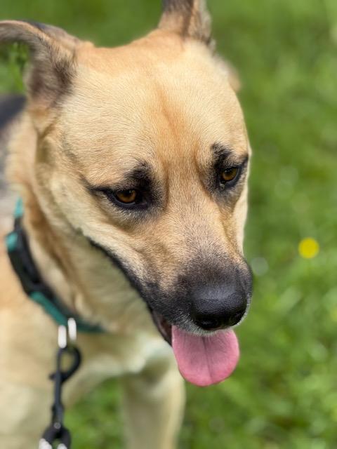 Enlarge Rinny, a ADOPTABLE mixed breed in Kittery, ME image 3/4