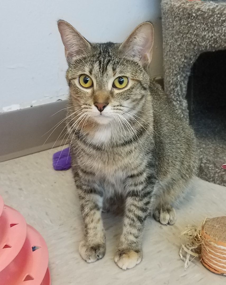 Sasha, Adoptable, Adult Female American Shorthair & Tabby.