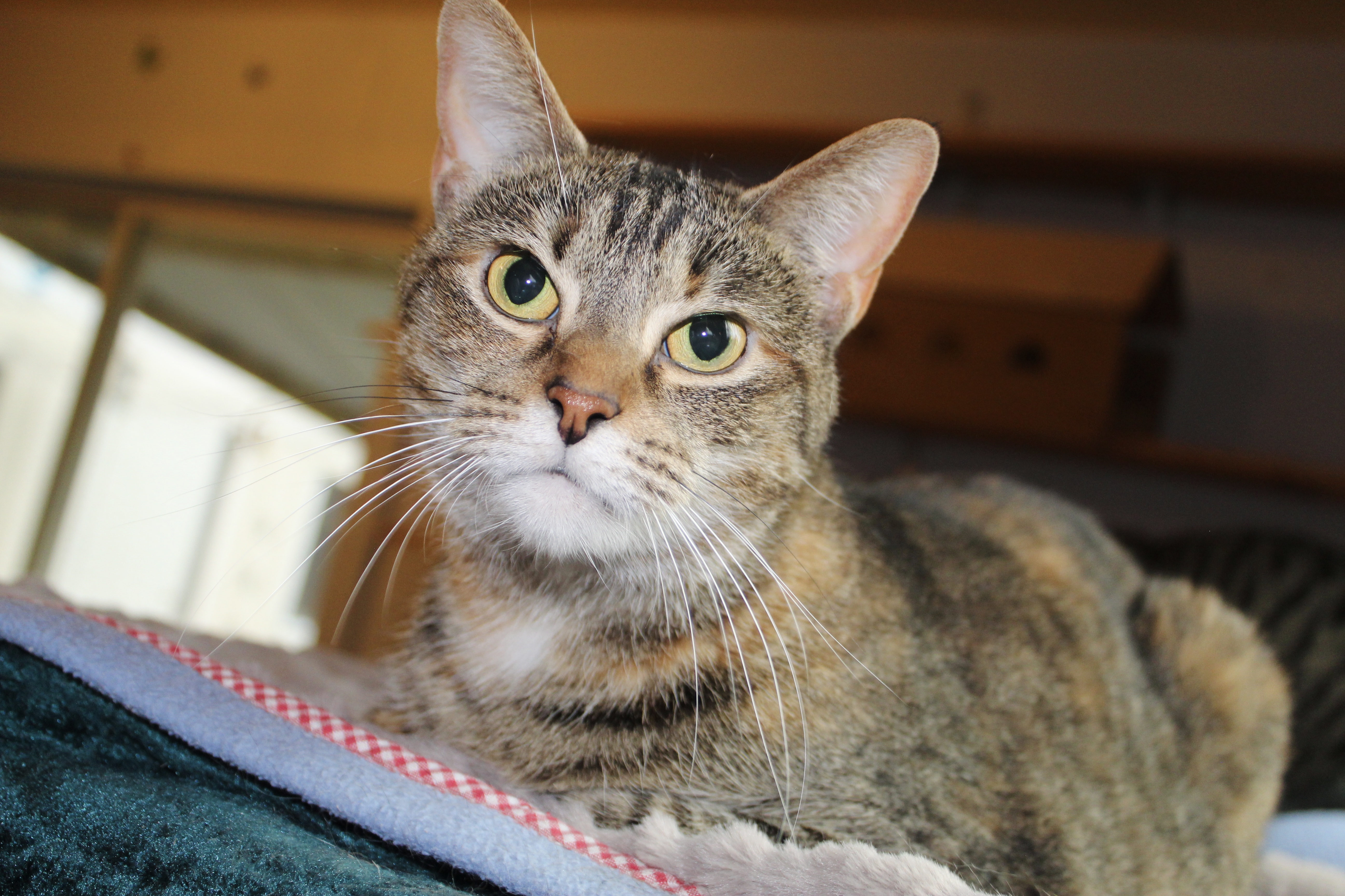 Sasha, a Adoptable mixed breed in Shelbyville, TN image 2/4