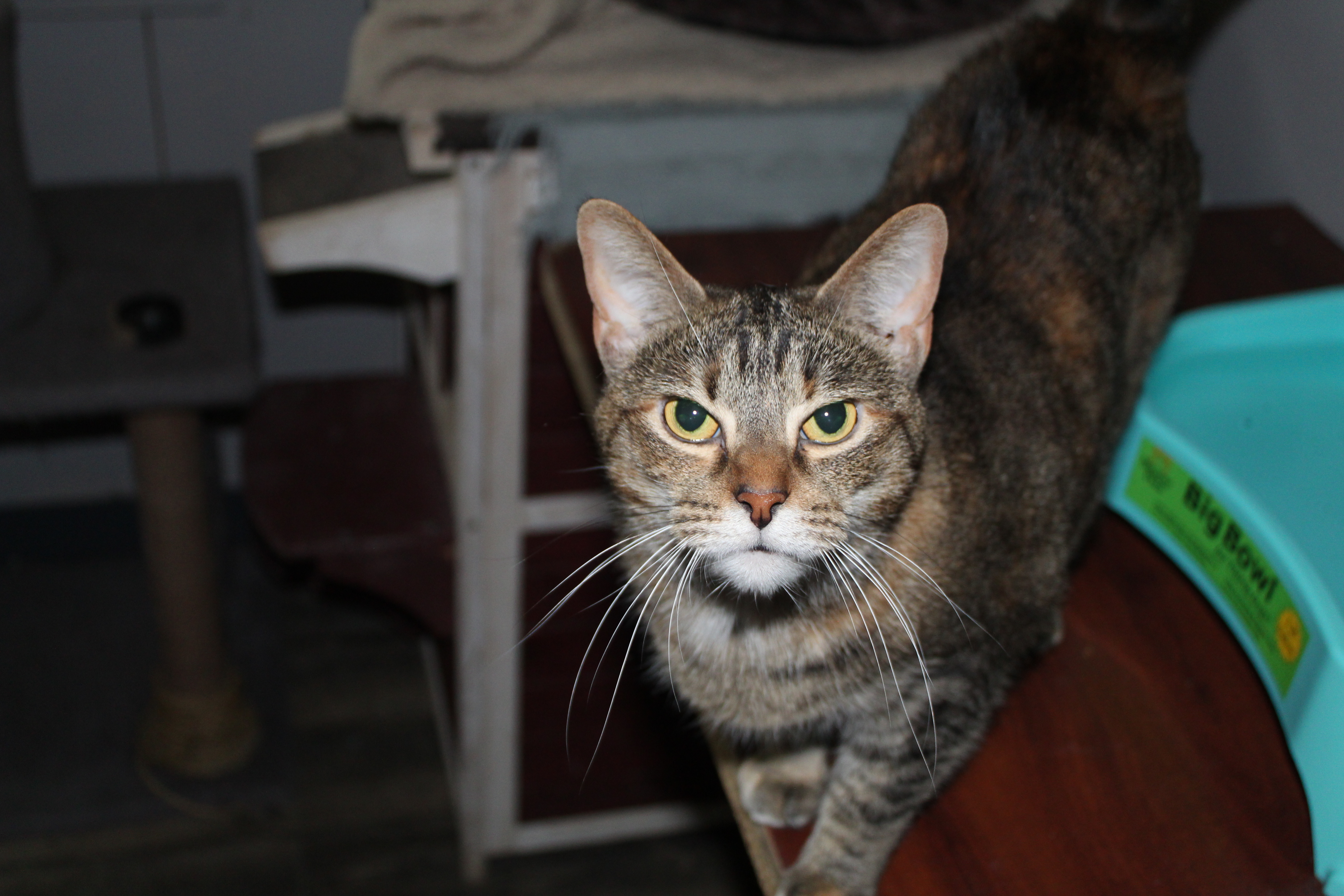 Sasha, a Adoptable mixed breed in Shelbyville, TN image 4/4