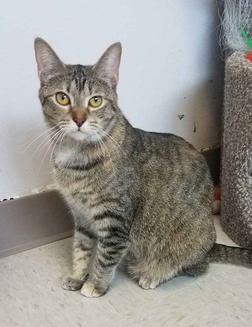 Sasha, a Adoptable mixed breed in Shelbyville, TN image 3/4