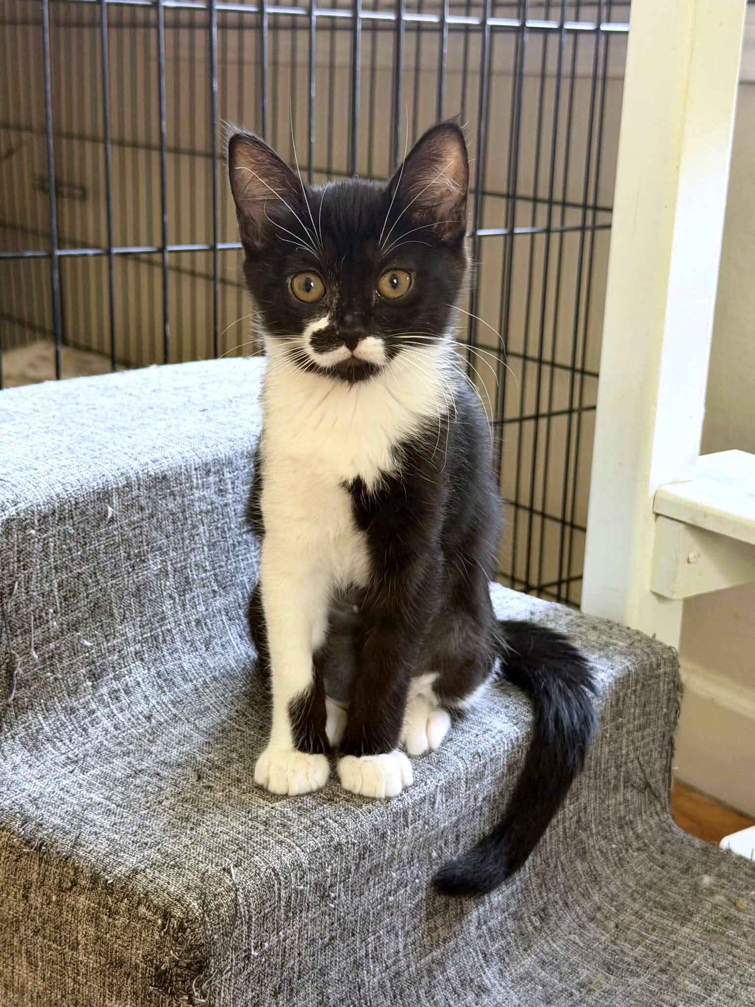 Enlarge Mega Moo, a ADOPTABLE Domestic Short Hair in Longview, TX image 3/6