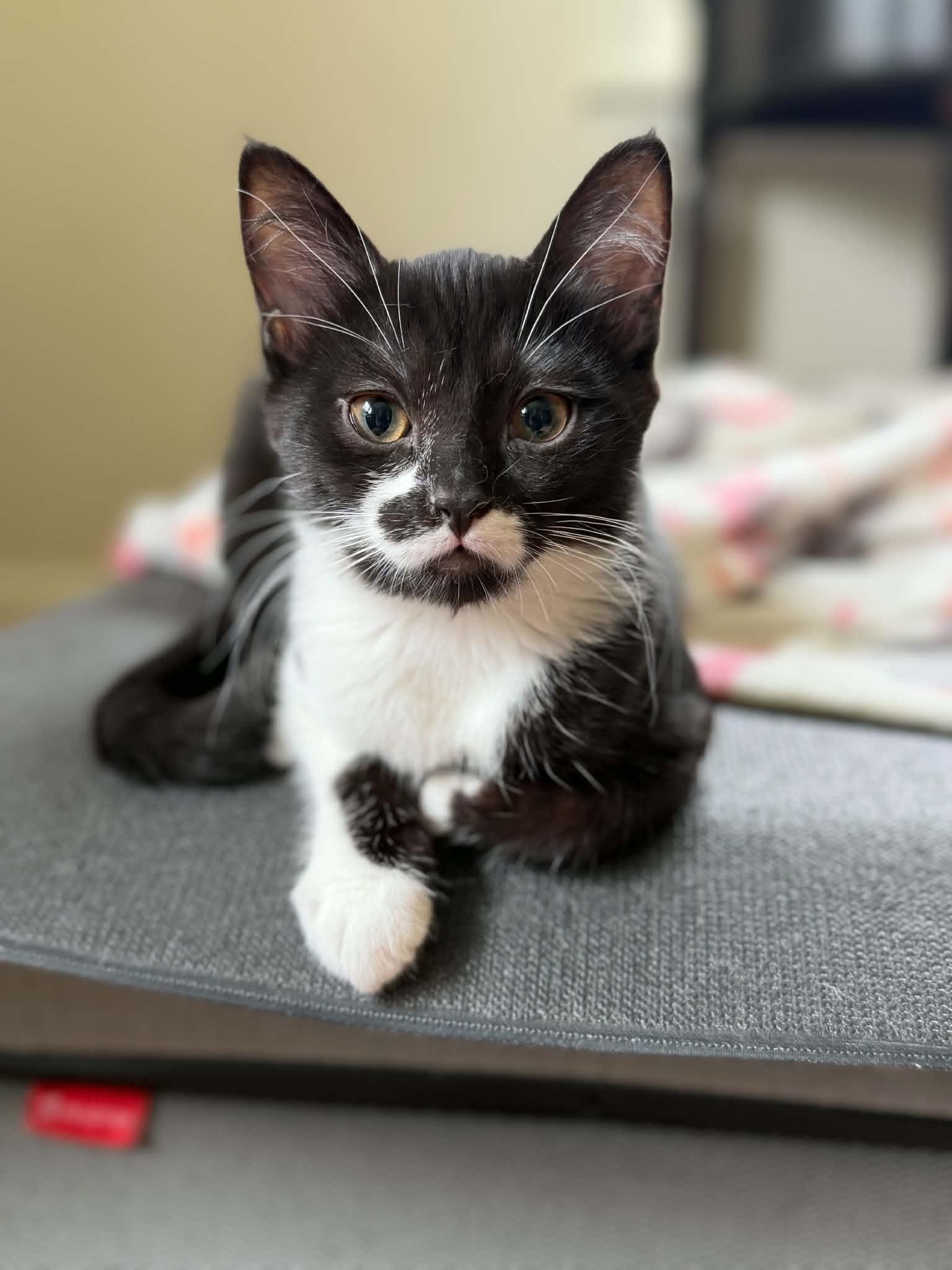 Enlarge Mega Moo, a ADOPTABLE Domestic Short Hair in Longview, TX image 4/6