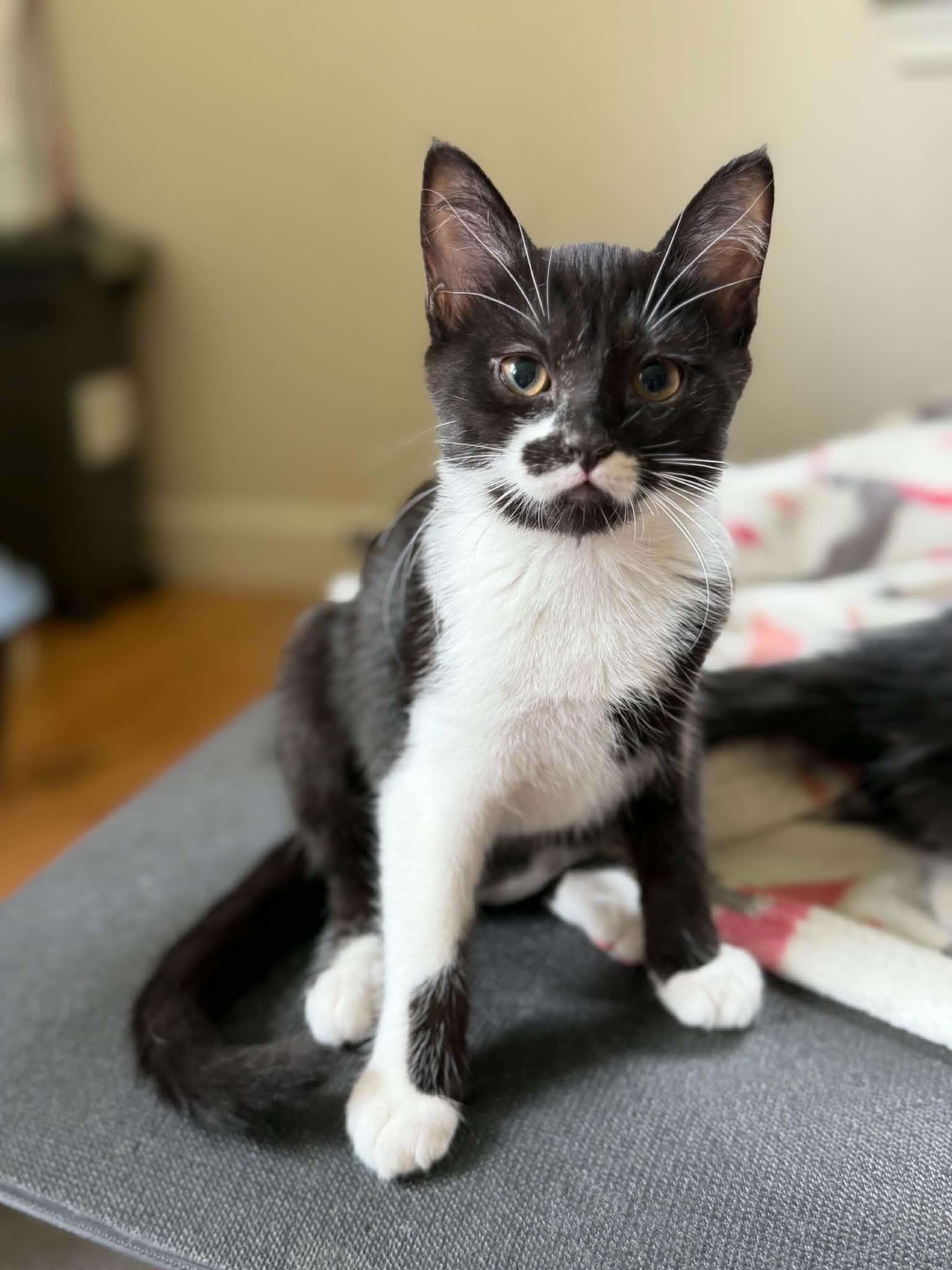 Enlarge Mega Moo, a ADOPTABLE Domestic Short Hair in Longview, TX image 5/6
