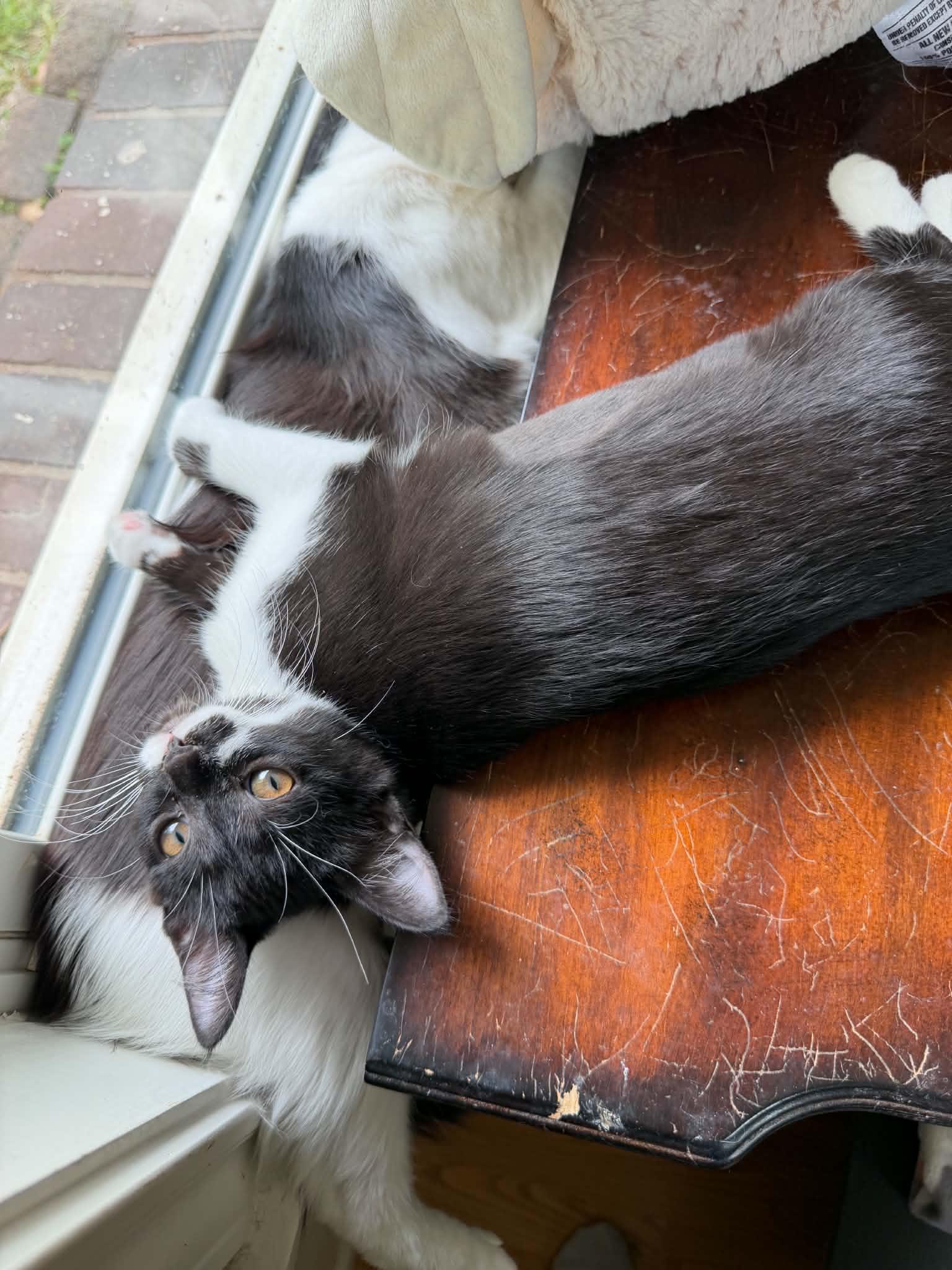 Enlarge Mega Moo, a ADOPTABLE Domestic Short Hair in Longview, TX image 2/6