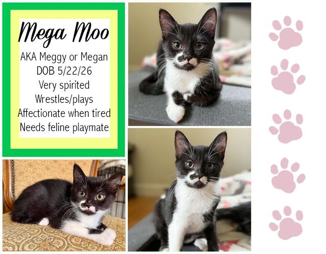 Mega Moo, ADOPTABLE, Young Female Domestic Short Hair.