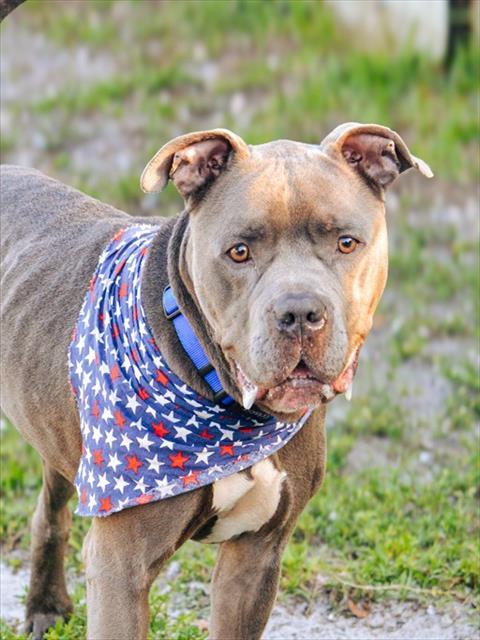 TORY, Adoptable, Adult Male American Staffordshire Terrier & Mixed Breed.