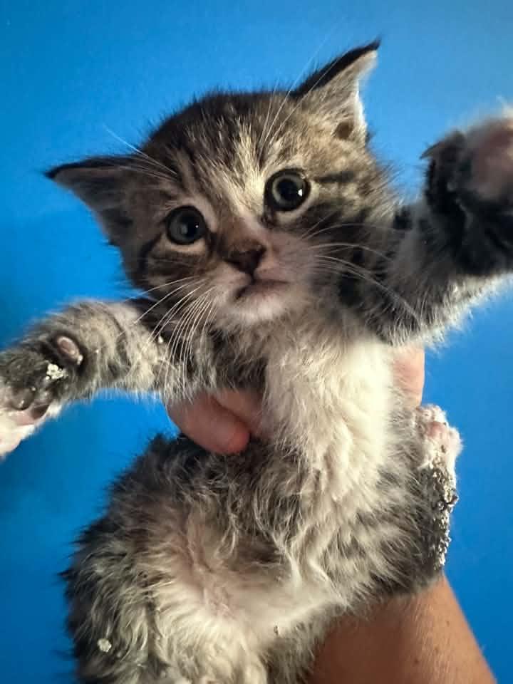 Oscar, Adoptable, Kitten Male Tabby.