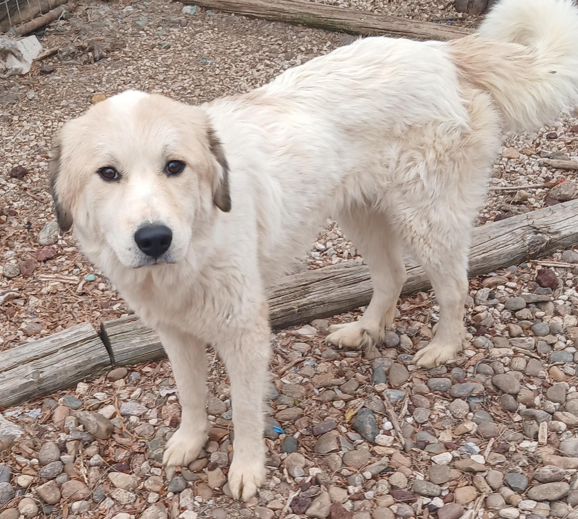 Dollie, Adoptable, Adult Female Anatolian Shepherd.