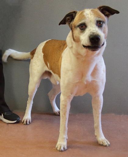 Enlarge Nacho, a ADOPTABLE mixed breed in Rapid City, SD image 3/6