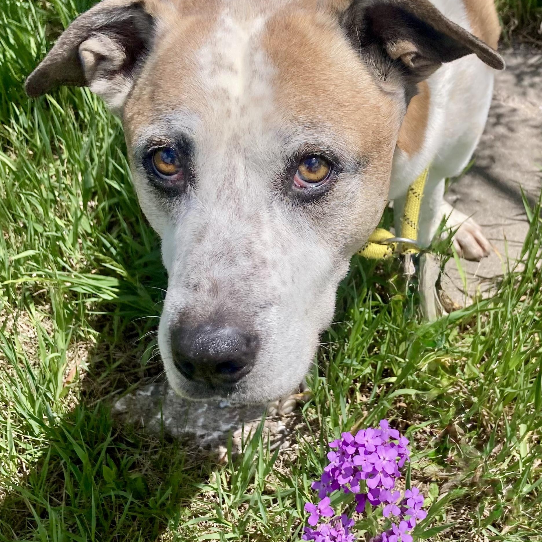 Nacho, ADOPTABLE, Senior Male Boxer & Australian Cattle Dog / Blue Heeler.
