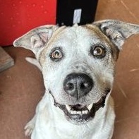 Enlarge Nacho, a ADOPTABLE mixed breed in Rapid City, SD image 2/6