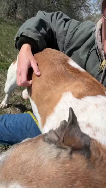 Enlarge Nacho, a ADOPTABLE mixed breed in Rapid City, SD video 5/6