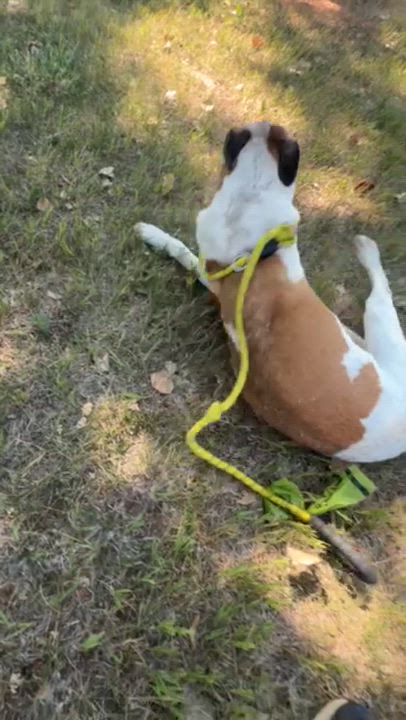 Enlarge Nacho, a ADOPTABLE mixed breed in Rapid City, SD video 6/6