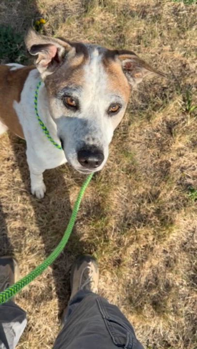 Enlarge Nacho, a ADOPTABLE mixed breed in Rapid City, SD video 4/6