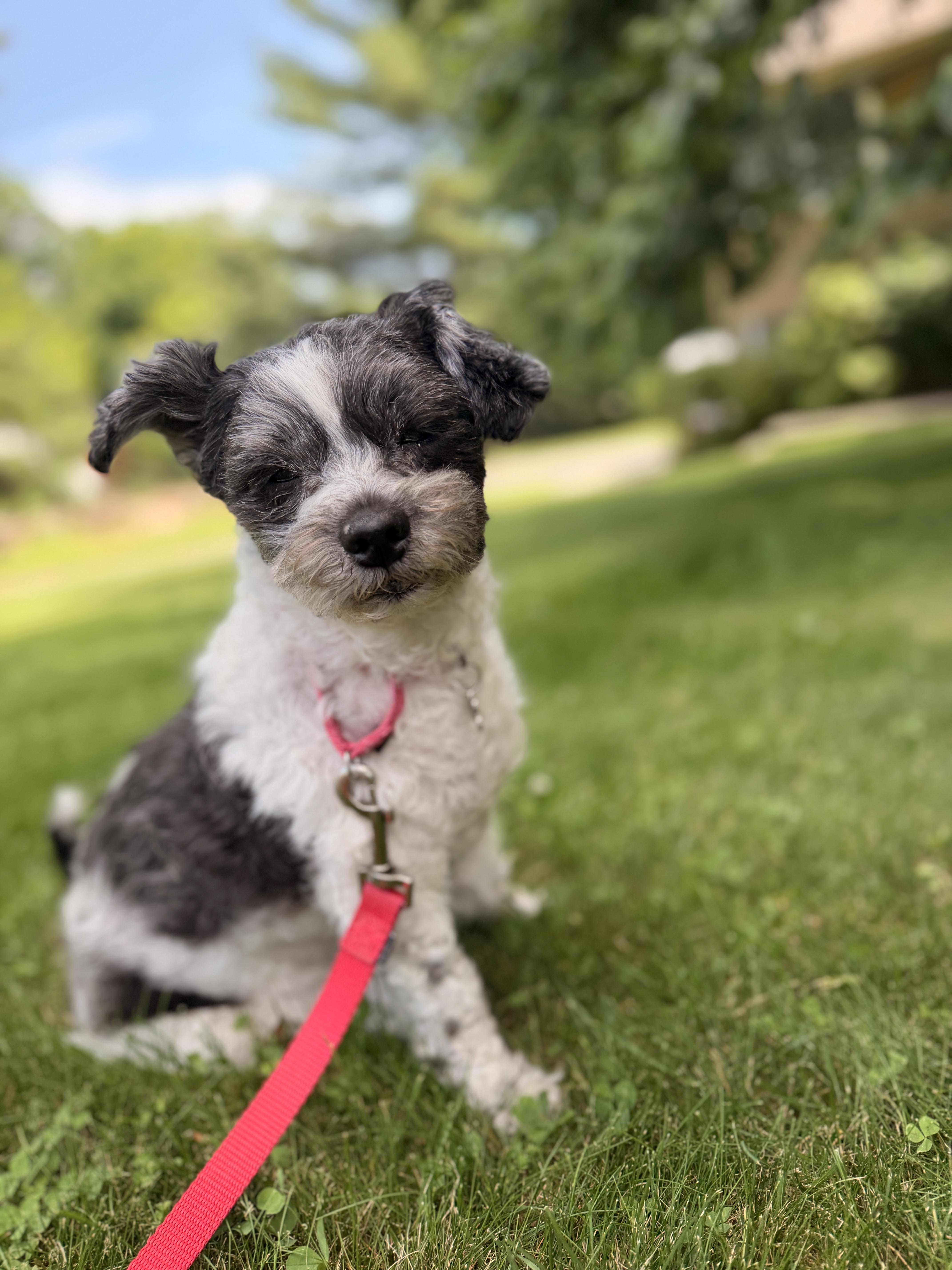 Enlarge Frida , a ADOPTABLE mixed breed in Thornwood, NY image 3/5