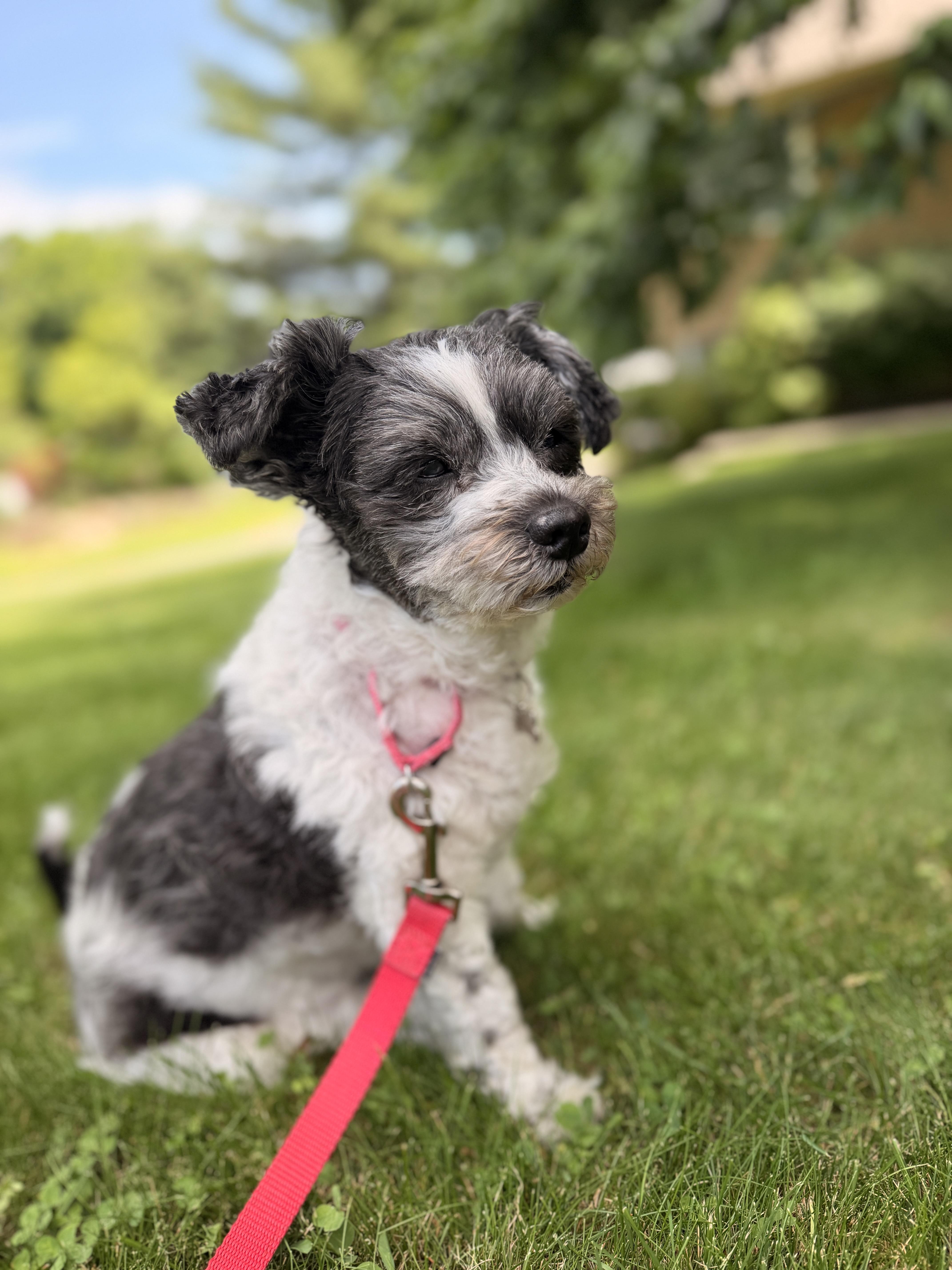 Enlarge Frida , a ADOPTABLE mixed breed in Thornwood, NY image 4/5