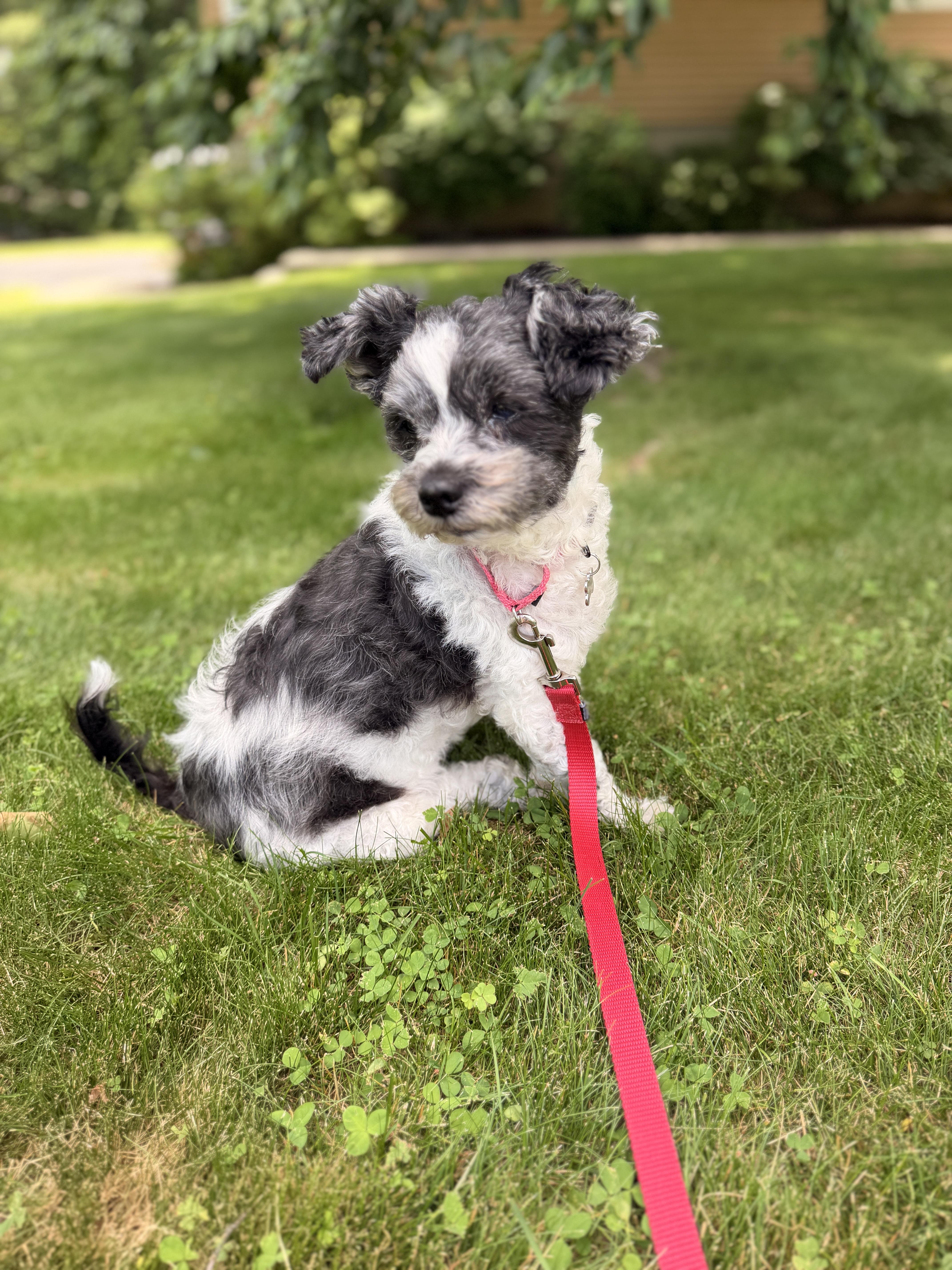 Enlarge Frida , a ADOPTABLE mixed breed in Thornwood, NY image 5/5