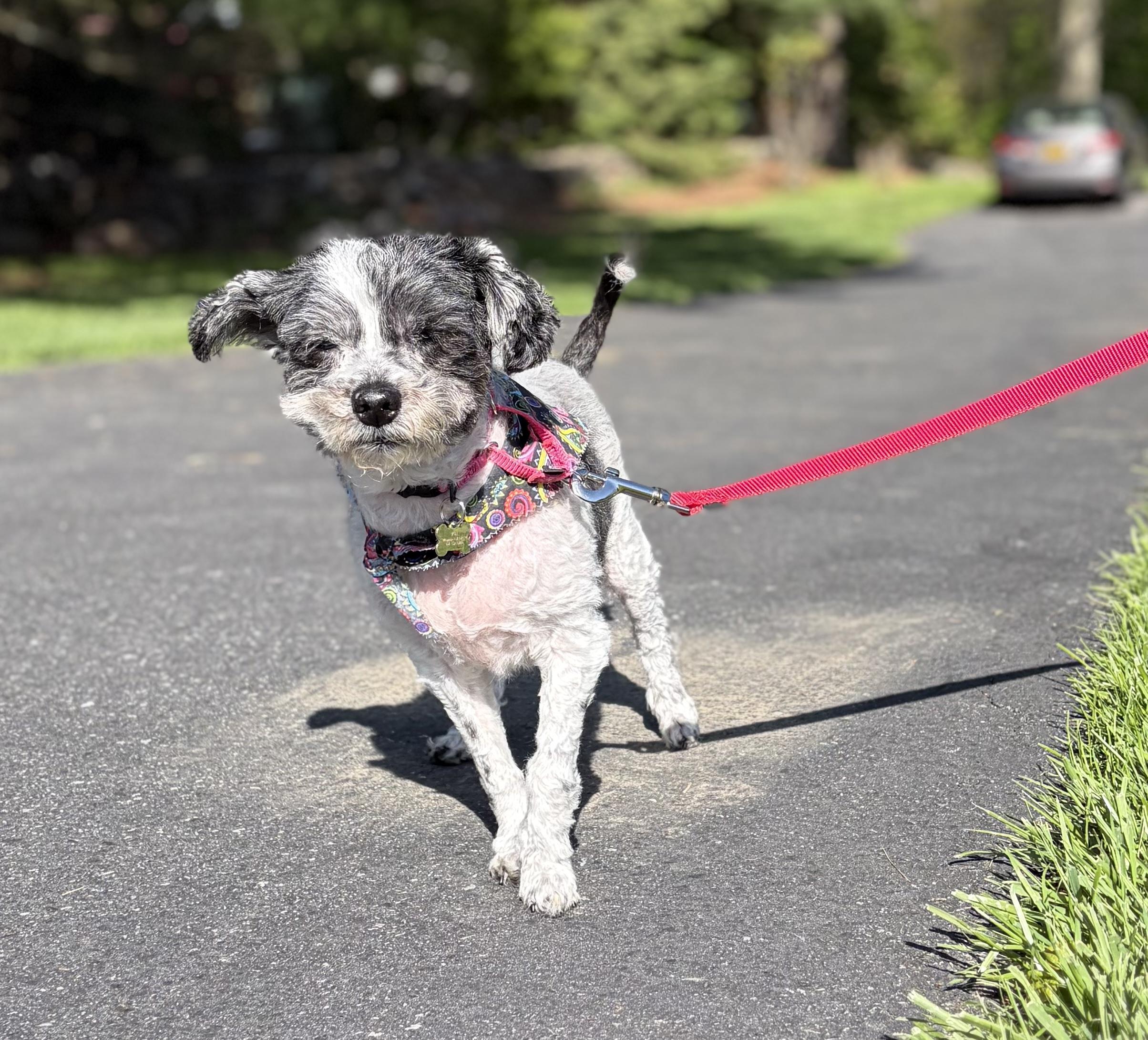 Frida , a ADOPTABLE mixed breed in Thornwood, NY image 2/6