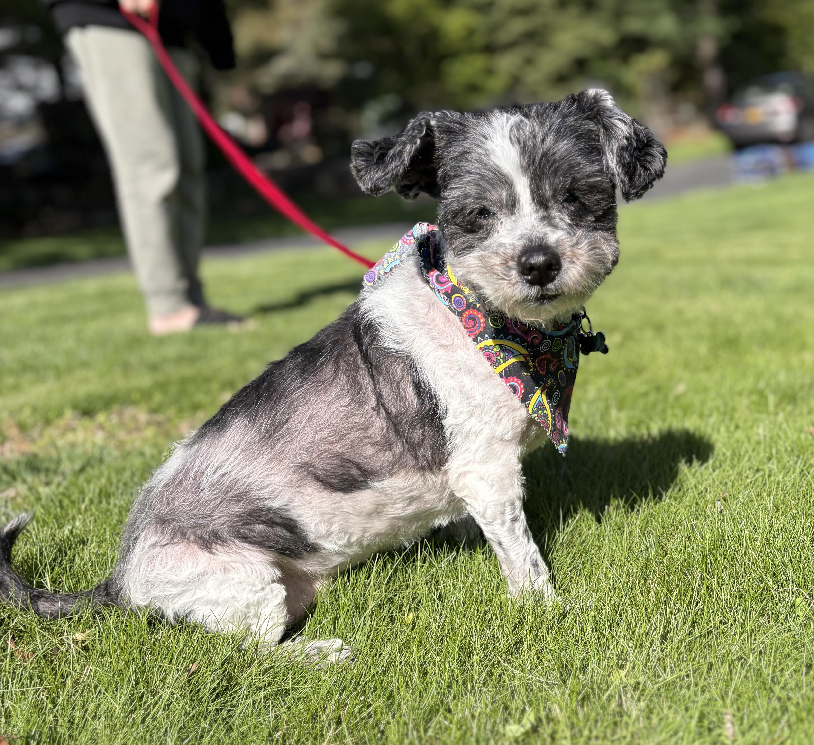 Frida , ADOPTABLE, Adult Female Havanese & Poodle (Toy).