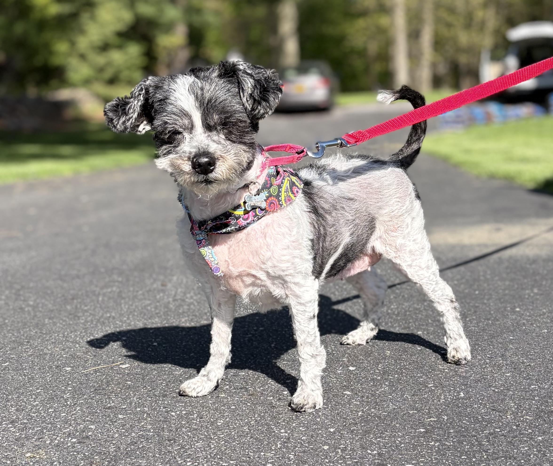 Frida , a ADOPTABLE mixed breed in Thornwood, NY image 3/6