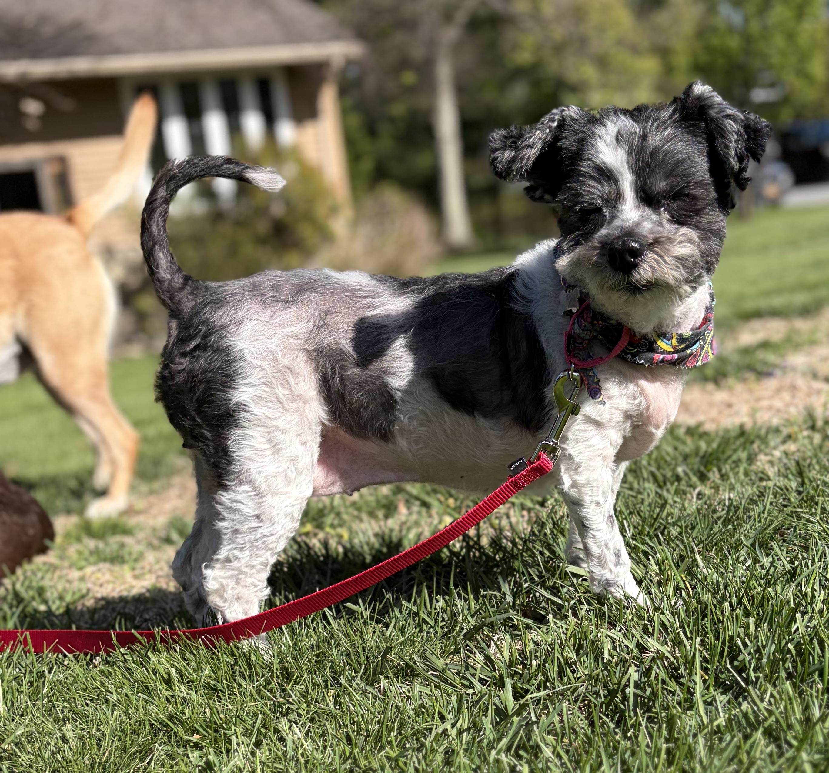 Frida , a ADOPTABLE mixed breed in Thornwood, NY image 6/6