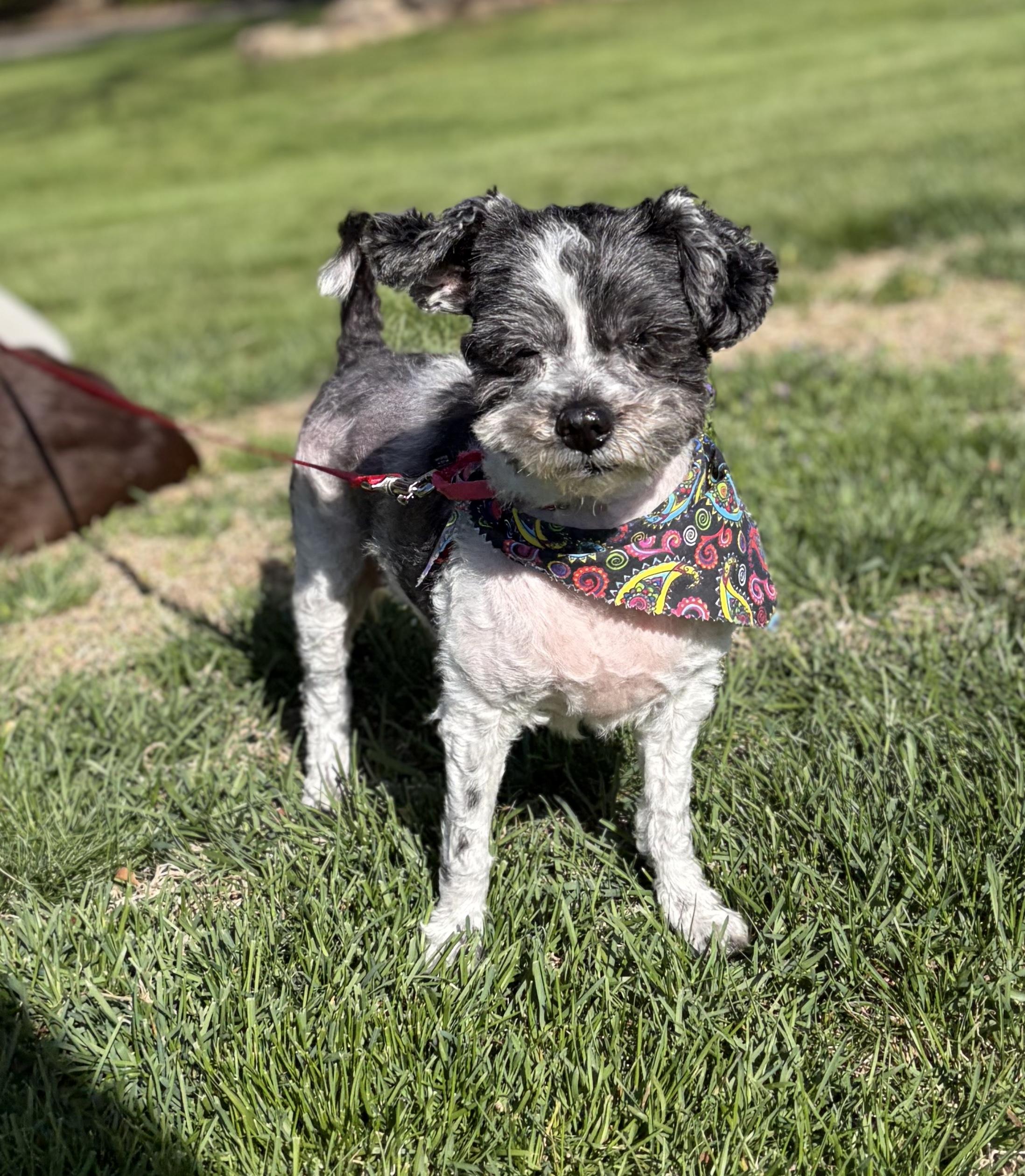 Frida , a ADOPTABLE mixed breed in Thornwood, NY image 5/6