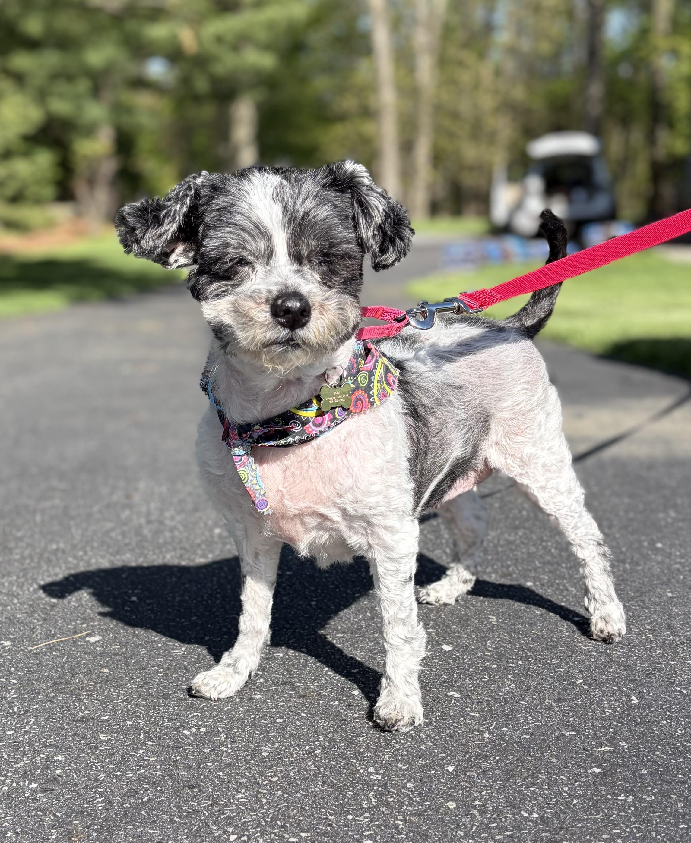 Frida , a ADOPTABLE mixed breed in Thornwood, NY image 4/6
