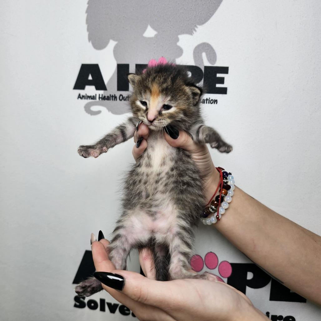 Fudge, Adoptable, Kitten Female Domestic Short Hair & Domestic Short Hair.