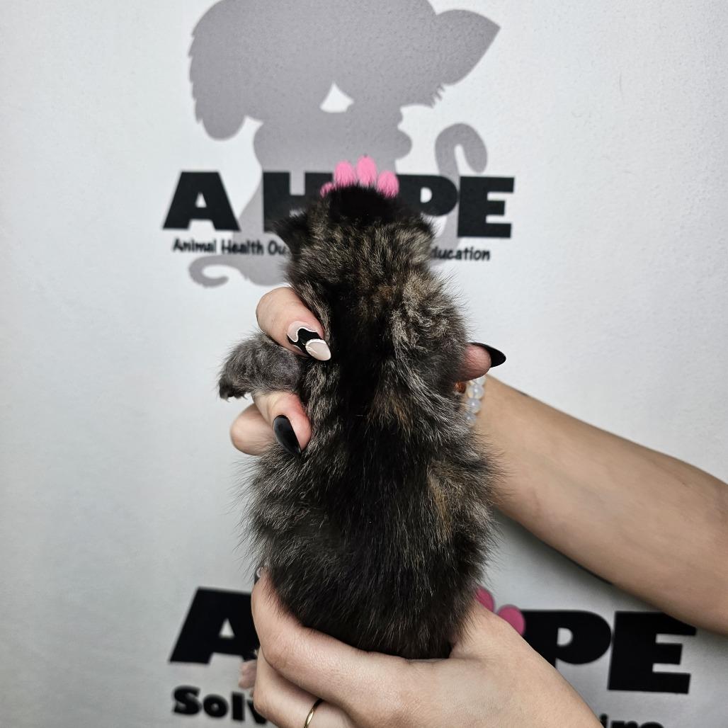 Fudge, a Adoptable mixed breed in Milton, FL image 2/2