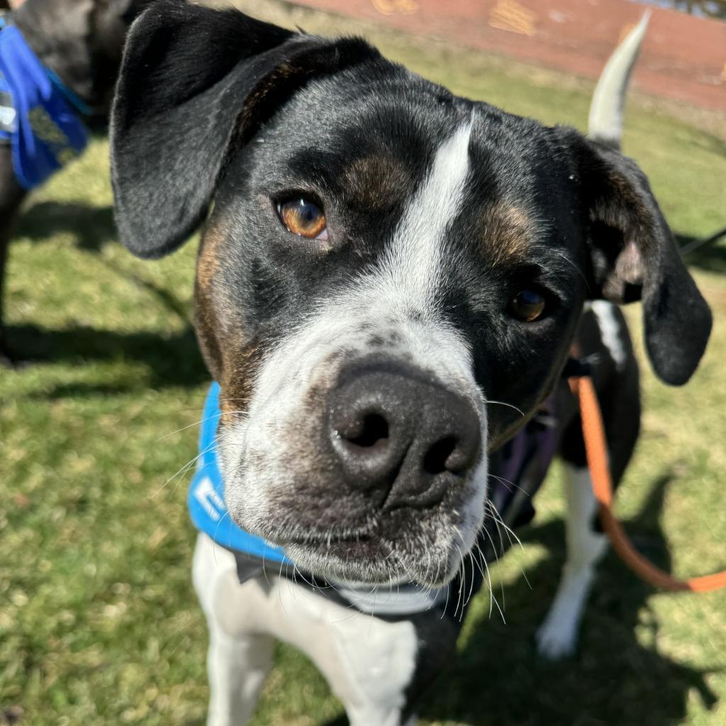 Libby, Adoptable, Adult Female Pit Bull Terrier & Mixed Breed.