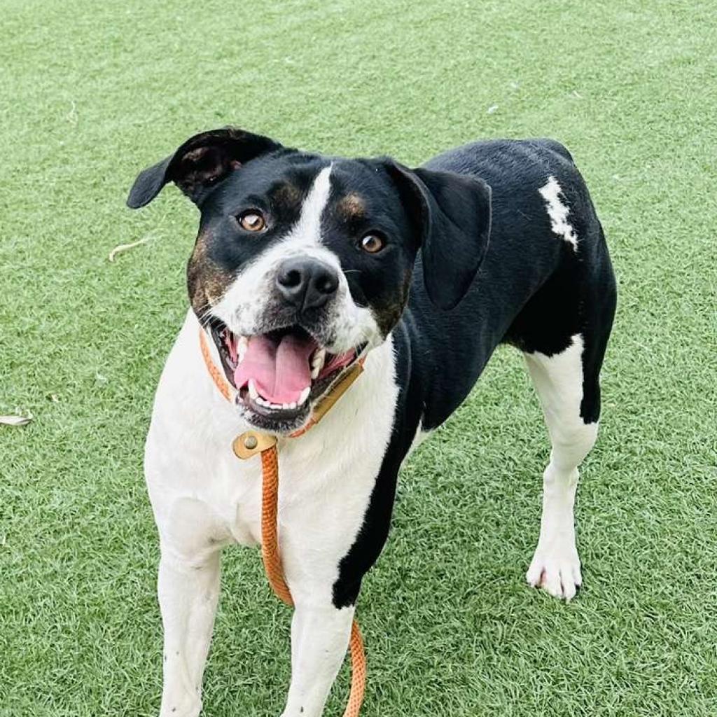 Enlarge Libby, a Adoptable mixed breed in Canton, IL image 2/6