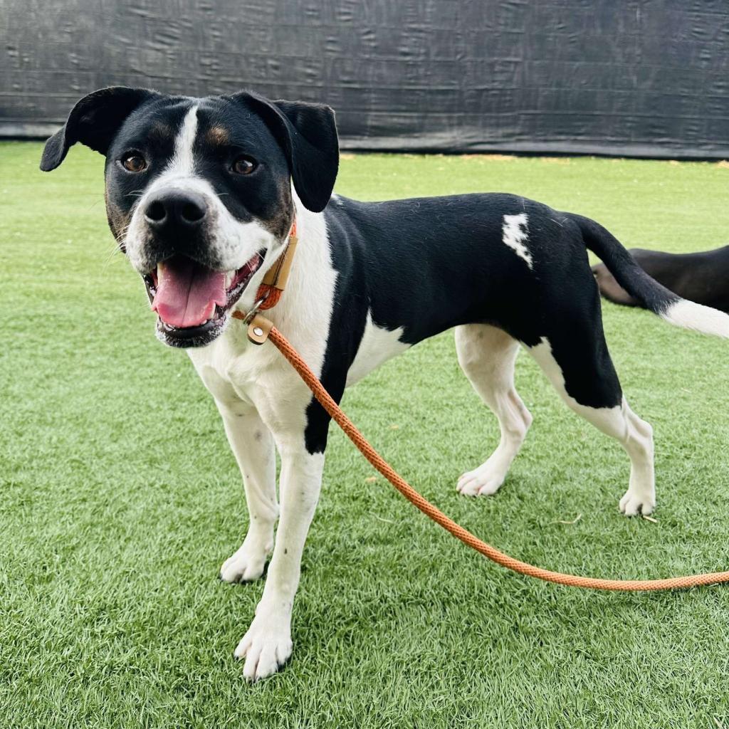 Enlarge Libby, a Adoptable mixed breed in Canton, IL image 4/6
