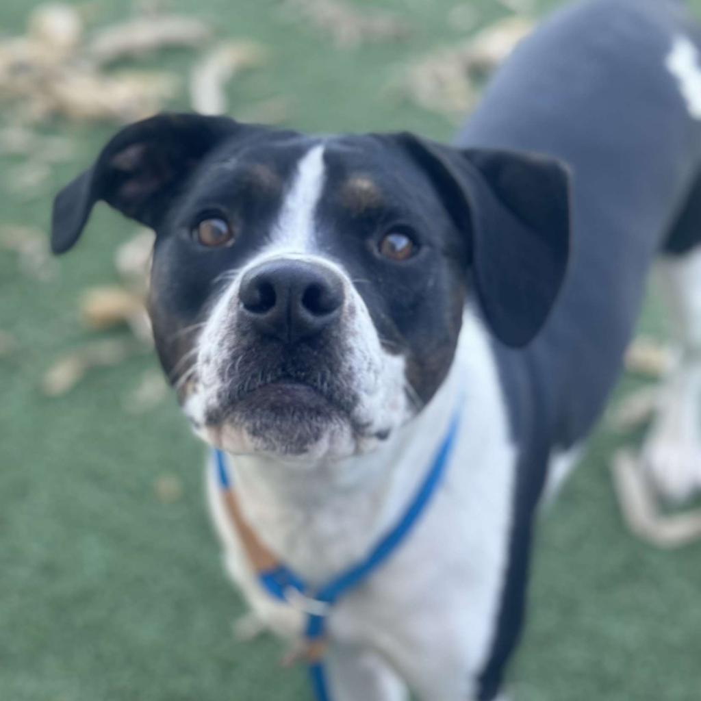 Enlarge Libby, a Adoptable mixed breed in Canton, IL image 5/6