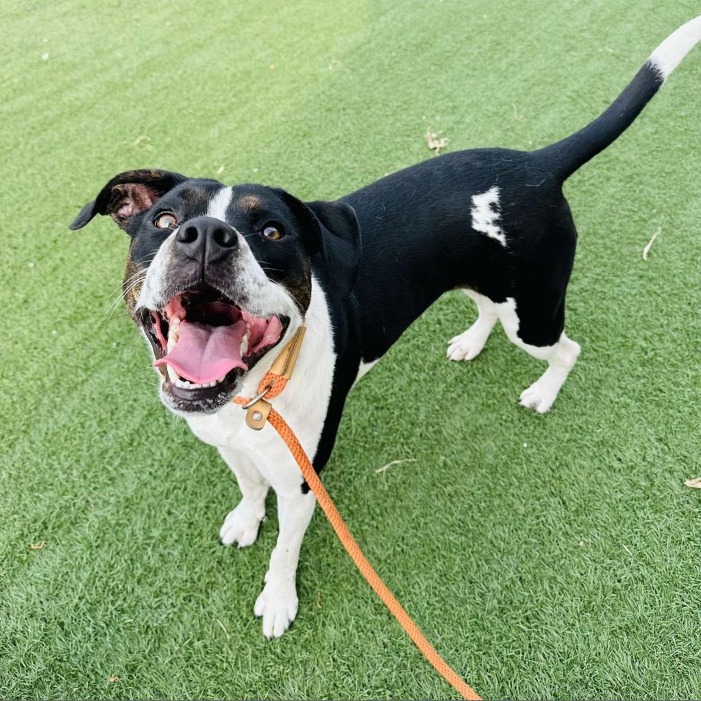 Enlarge Libby, a Adoptable mixed breed in Canton, IL image 6/6