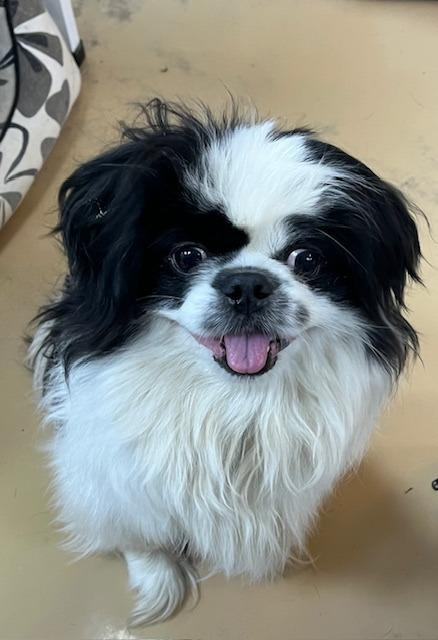 Bandit, Adoptable, Adult Male Pekingese.