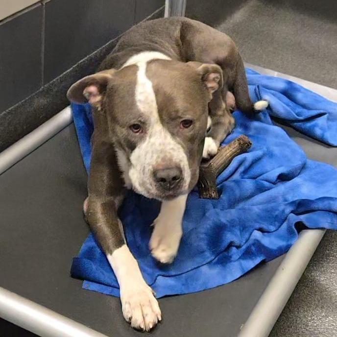 Denis, Adoptable, Adult Male Pit Bull Terrier.