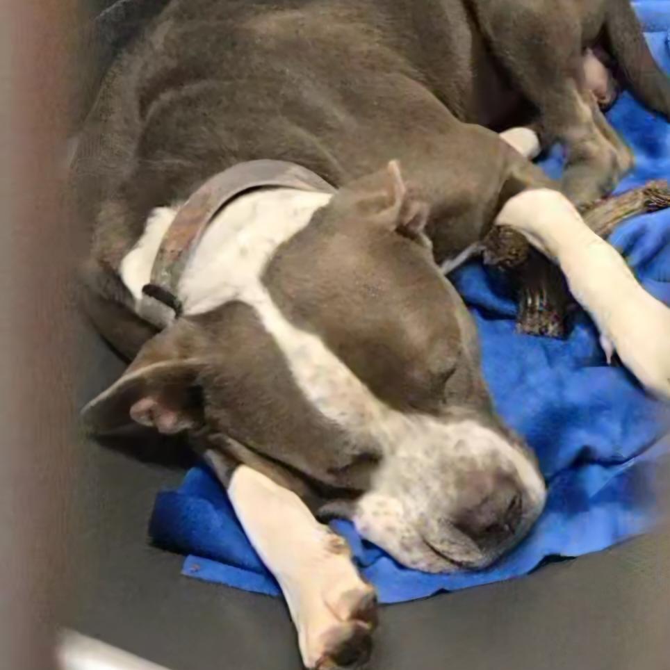Enlarge Denis, a Adoptable Pit Bull Terrier in Cedar Rapids, IA image 2/2