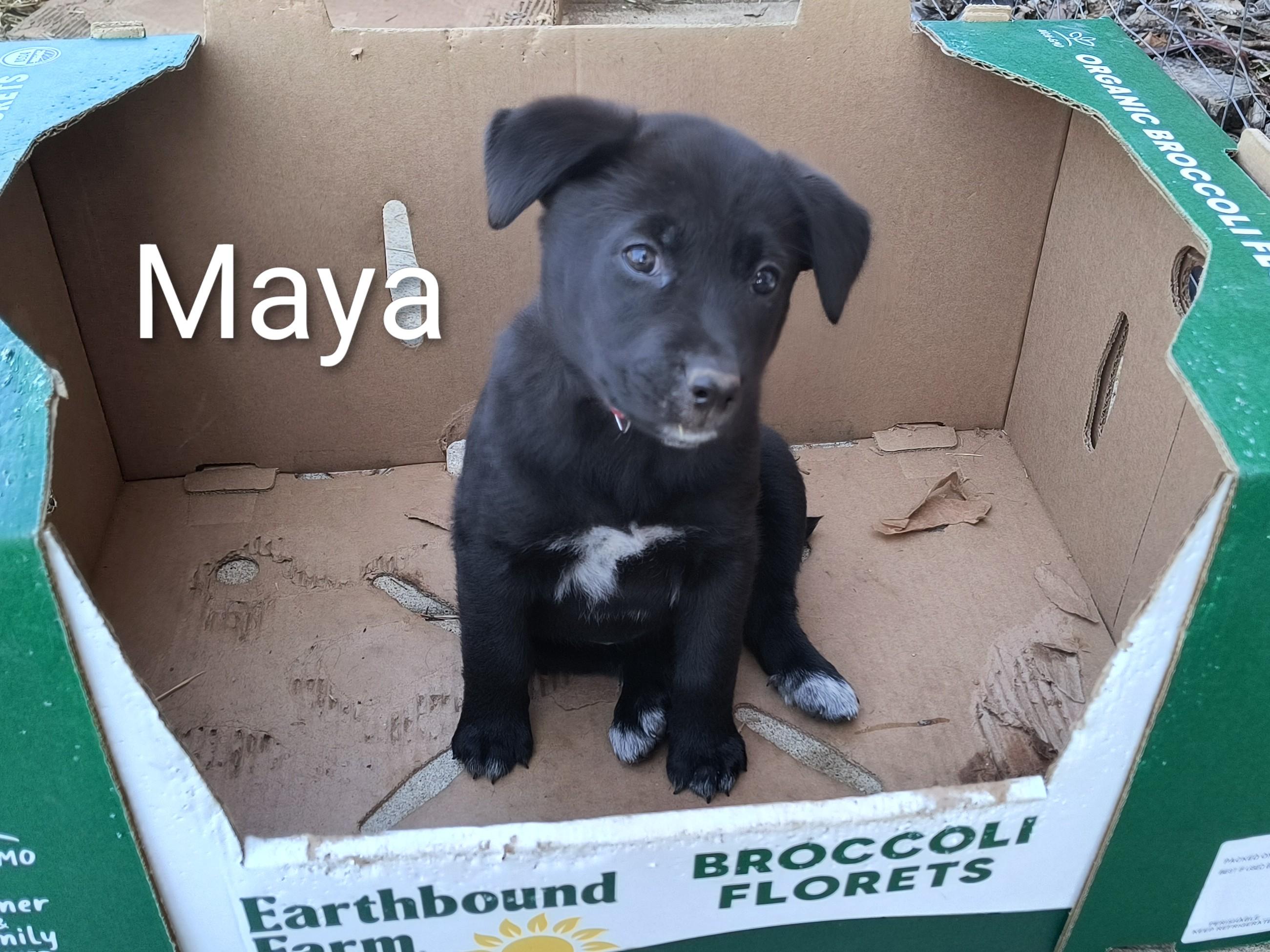 Maya, an adopted mixed breed in Aurora, IL image 4/5