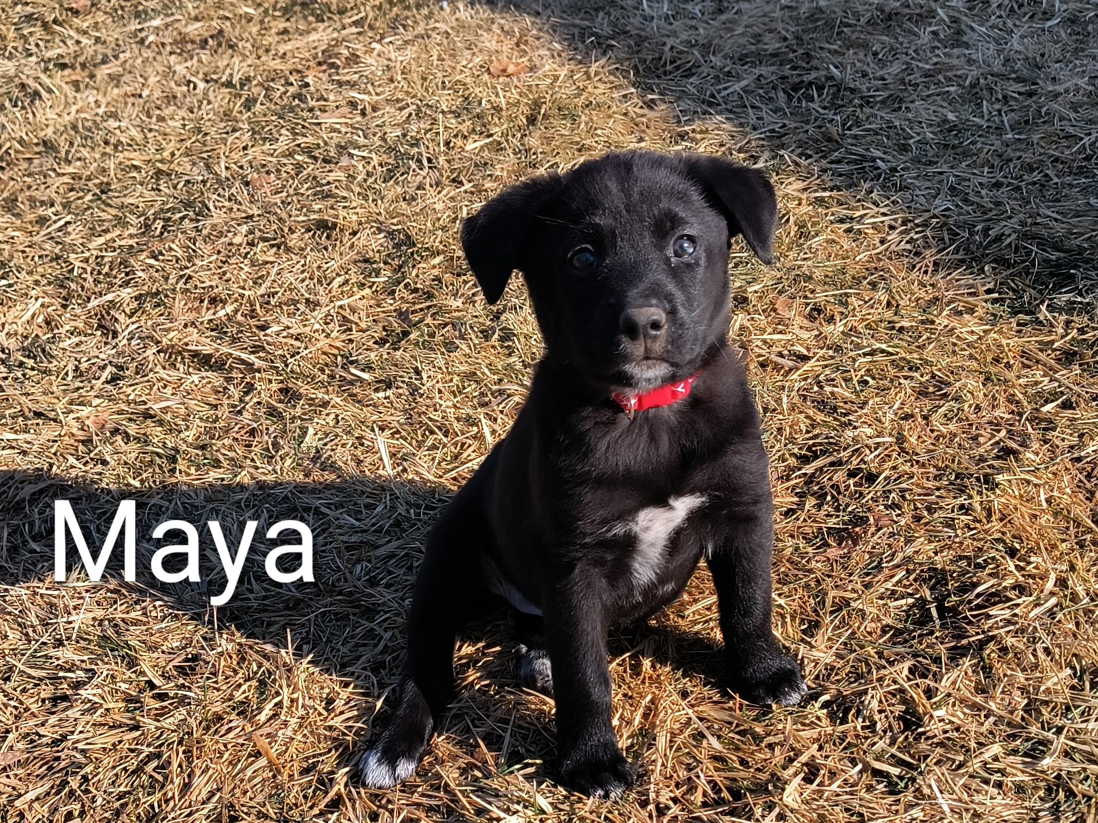 Maya, an adopted mixed breed in Aurora, IL image 1/5