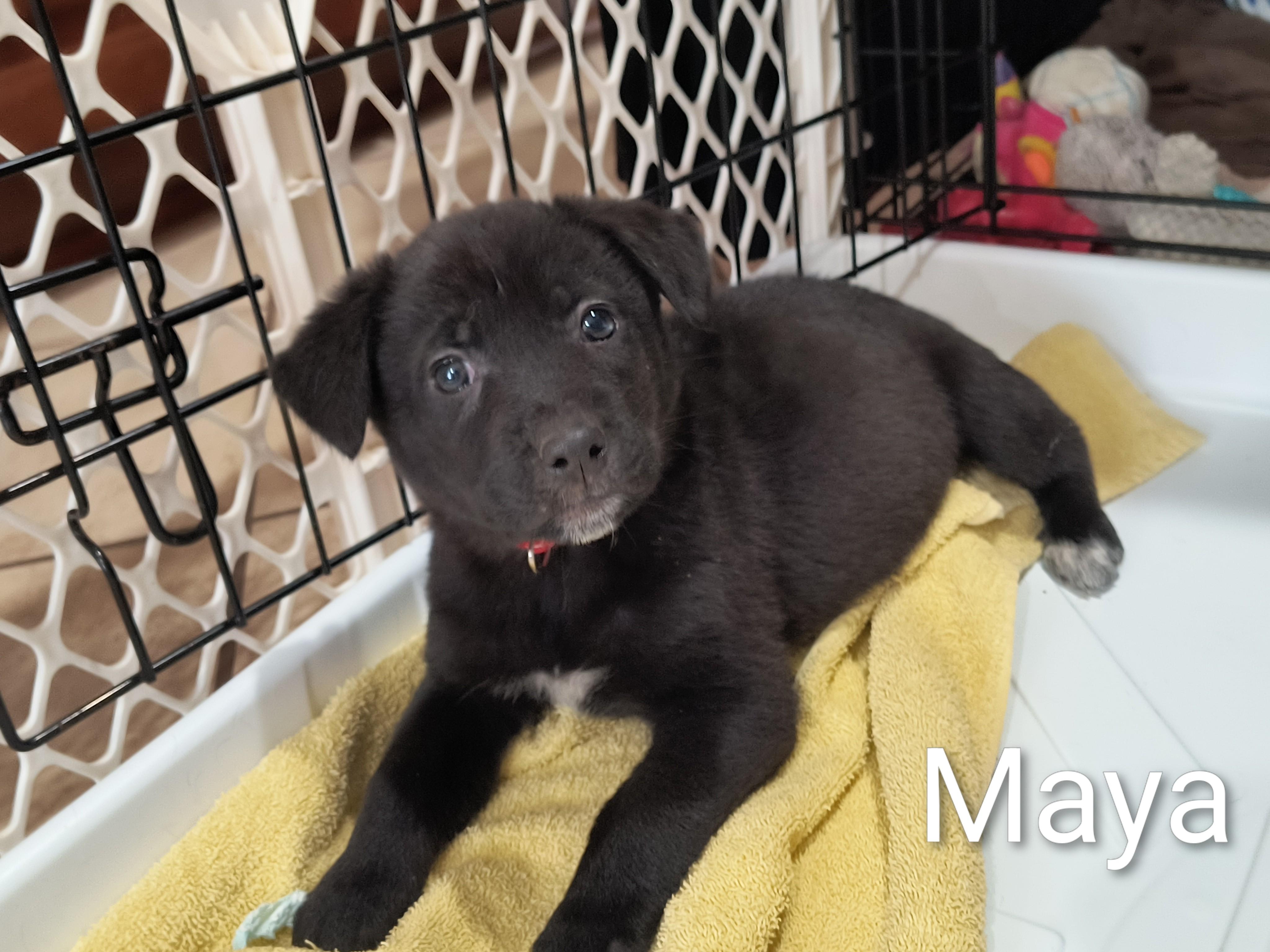 Maya, an adopted mixed breed in Aurora, IL image 3/5