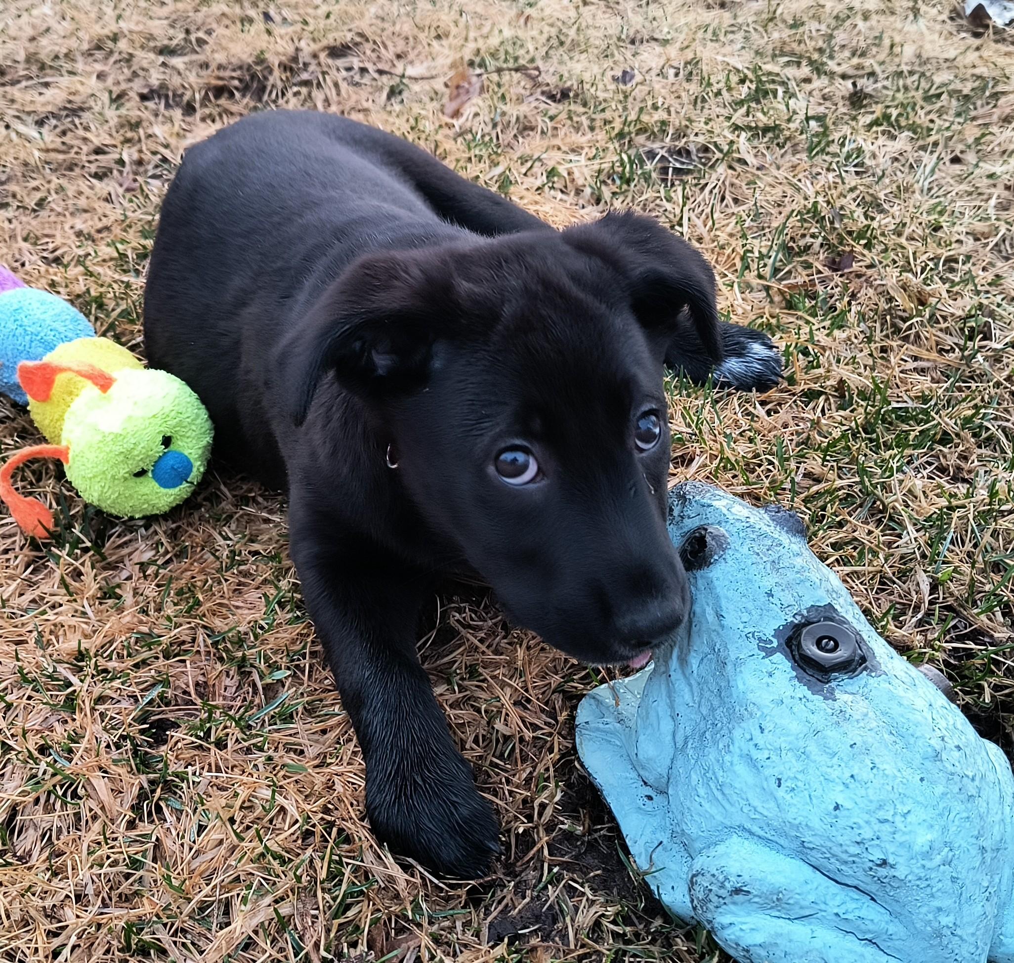 Maya, adoptable, Puppy Female Labrador Retriever & Black Labrador Retriever.